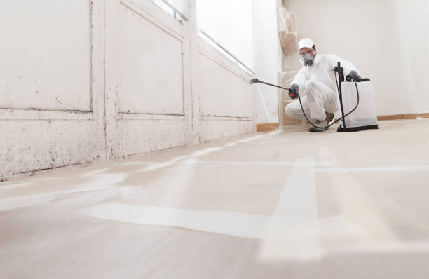 24/7 Emergency Black Mold Remediation experts in Sewell, NJ