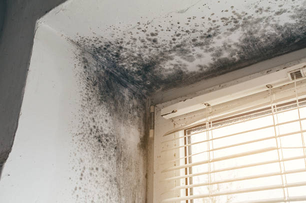 Affordable Black Mold Remediation solutions in Sewell, NJ